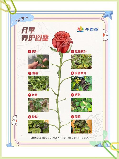 百日蔷薇养护技巧:四季管理、病虫害防治及爆花秘诀 百日蔷薇养护技巧:四季管理、病虫害防治及爆花秘诀