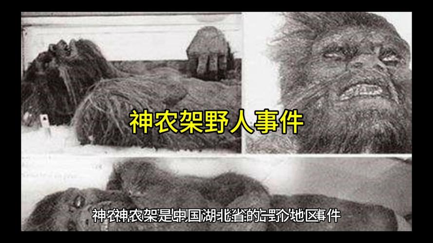 野人王传说真相解析:揭秘深山神秘生物的历史渊源与未解之谜 野人王传说真相解析:揭秘深山神秘生物的历史渊源与未解之谜
