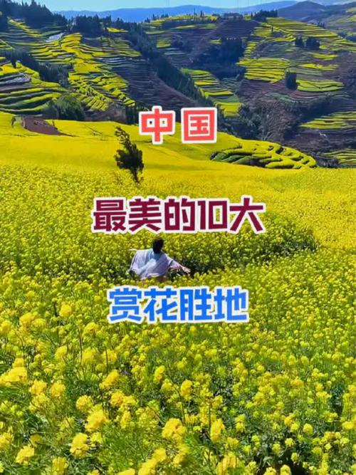 2025春暖花开网址推荐:国内十大绝美赏花胜地与摄影技巧全攻略 2025春暖花开网址推荐:国内十大绝美赏花胜地与摄影技巧全攻略