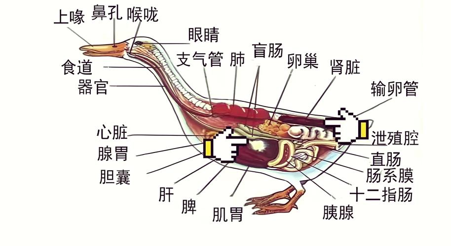 鸭子吃蝗虫的科学原理及生态防治技术解析:生物治蝗优势与实用案例分享 鸭子吃蝗虫的科学原理及生态防治技术解析:生物治蝗优势与实用案例分享