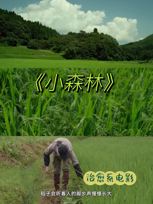 小森林在线观看日本高清：治愈系美食电影免费资源与蓝光画质观影指南