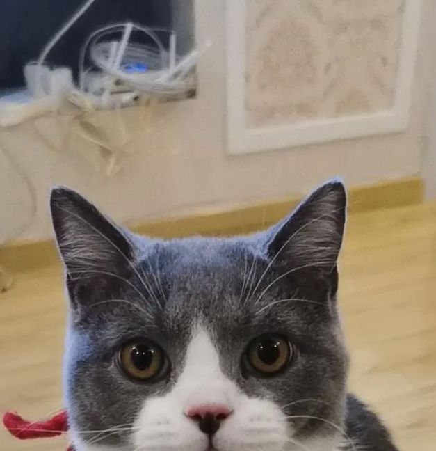 猫咪永久在线视频,百变综艺掌握在你指尖