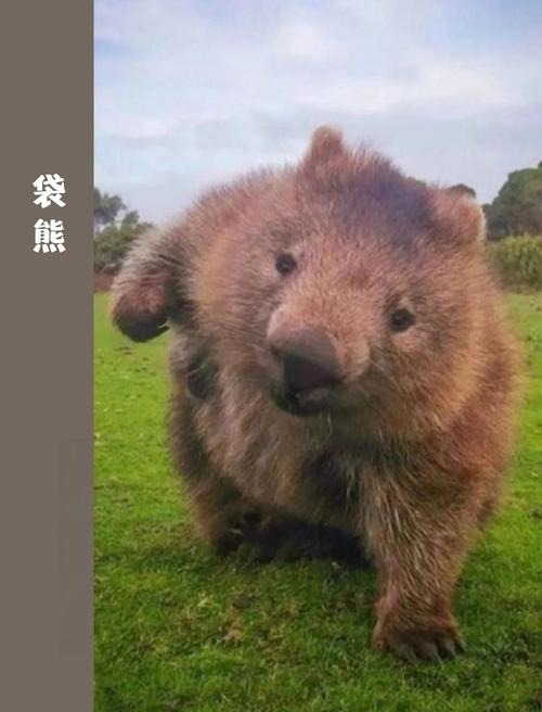 袋熊影视V1.2.9_,最新的影视资源袋熊影视 袋熊影视V1.2.9_,最新的影视资源袋熊影视