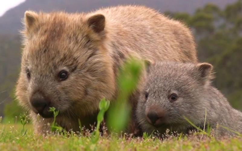 袋熊影视V1.2.9_,最新的影视资源袋熊影视