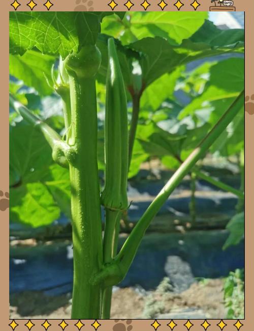 小蝌蚪茄子秋葵V6.6.2_小蝌蚪茄子秋葵