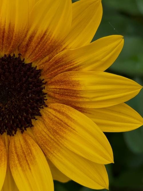 向日葵视频无限免费资源很丰富？网友：大家可以轻松找到自己想看的！