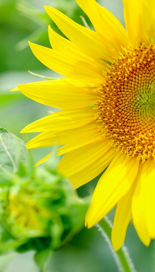 向日葵视频无限免费资源很丰富？网友：大家可以轻松找到自己想看的！