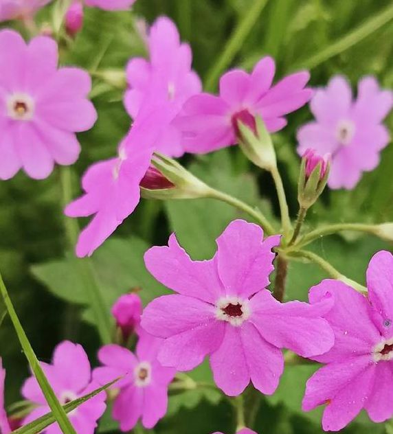 野花社区免费完整版将不再提供直播服务,平台辟谣:假的! 野花社区免费完整版将不再提供直播服务,平台辟谣:假的!