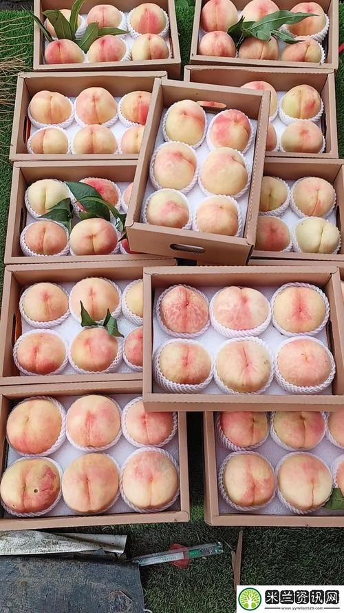 久久水蜜桃网国产V5.3.2_久久水蜜桃网国产 久久水蜜桃网国产V5.3.2_久久水蜜桃网国产