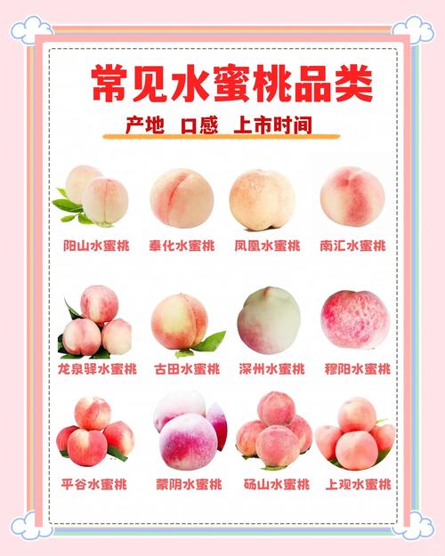 水蜜桃研究所,有很多精彩的直播内容