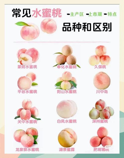 水蜜桃研究所,有很多精彩的直播内容