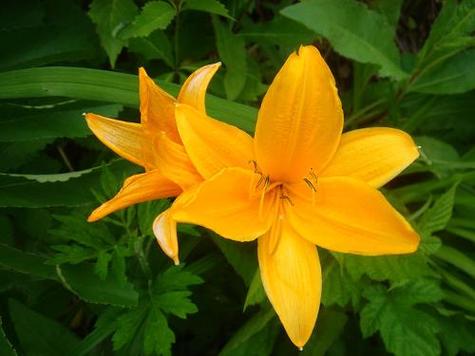 忘忧草在线看免费观看视频V8.5.3_旧地址将被下架，平台回应：换新地址入口忘忧草在线看免费观看视频