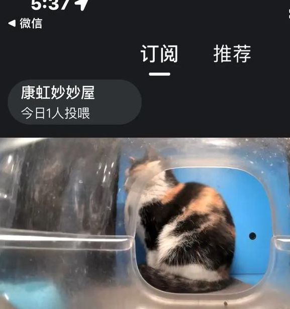 猫咪视频v1.2.5升级开放后，用户：更有体验感了！