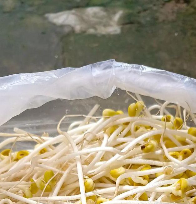 豆芽视频最新版将全面整改，平台回应：画质升级