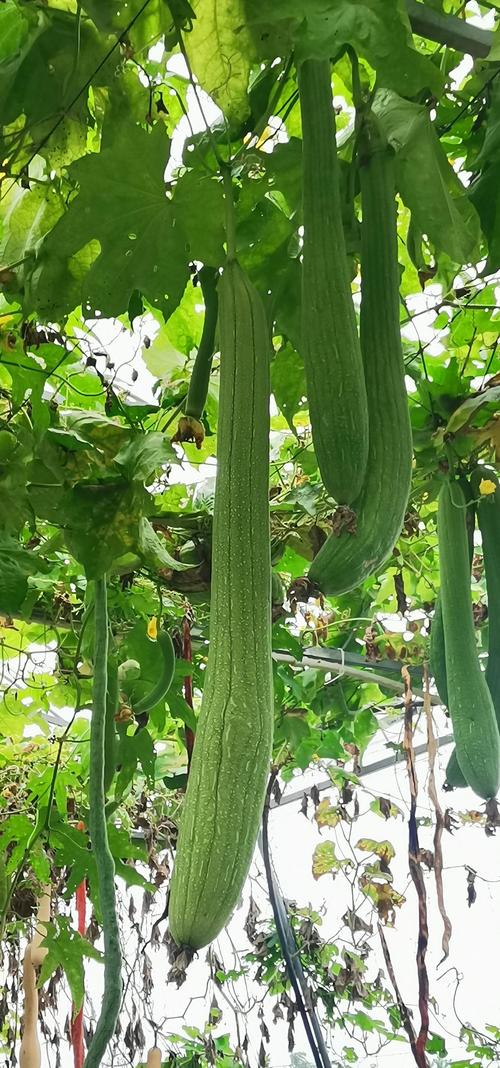 小猪草莓丝瓜深夜释放自己未满,火爆全球的短视频平台。