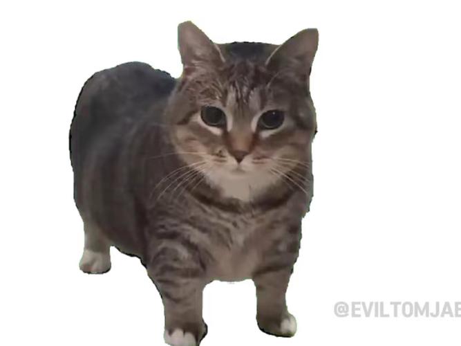 猫咪maomia.v永久入口APP防屏蔽版,是一款很棒的视频播放软件