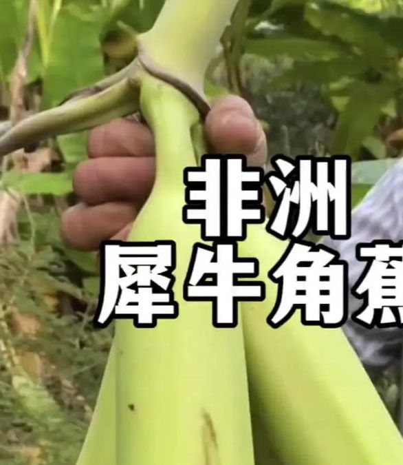 铁牛tieniu大香蕉V8.6.7_铁牛tieniu大香蕉 铁牛tieniu大香蕉V8.6.7_铁牛tieniu大香蕉