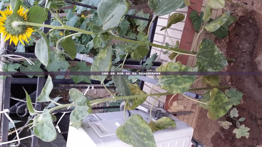 榴莲草莓丝瓜向日葵黄瓜视频V4.5.1_榴莲草莓丝瓜向日葵黄瓜视频 榴莲草莓丝瓜向日葵黄瓜视频V4.5.1_榴莲草莓丝瓜向日葵黄瓜视频