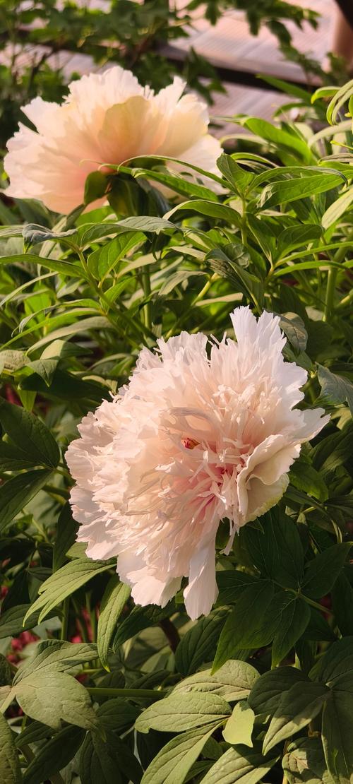 国色天香社区高清版,视频直播快乐交友