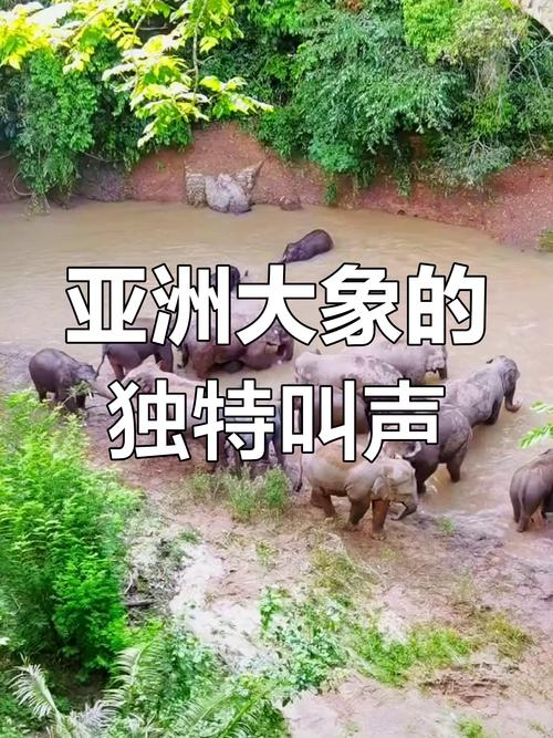 大象娱乐在线视频播放网络稳定，用户：效果极佳