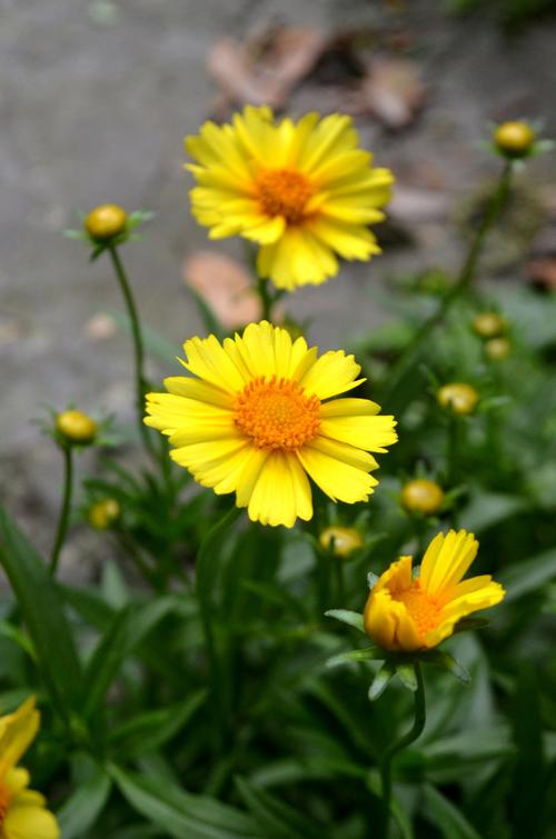 小黄花开车必看视频V1.8.9_小黄花开车必看视频 小黄花开车必看视频V1.8.9_小黄花开车必看视频