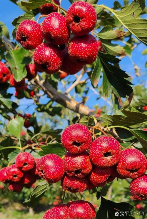 山楂视频V5.2.9_山楂视频 山楂视频V5.2.9_山楂视频