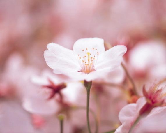 樱花草社区www日本资源V3.8.3_樱花草社区www日本资源 樱花草社区www日本资源V3.8.3_樱花草社区www日本资源
