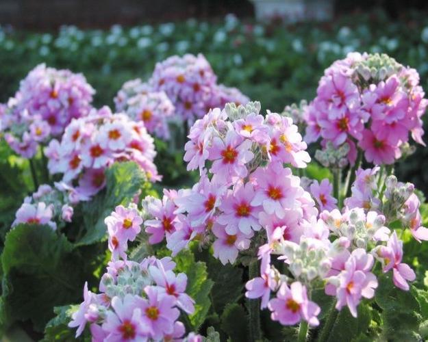 樱花草社区www日本资源V3.8.3_樱花草社区www日本资源