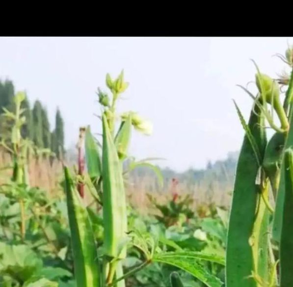 秋葵小蝌蚪榴莲富二代18岁安卓版V4.3.1_秋葵小蝌蚪榴莲富二代18岁安卓版 秋葵小蝌蚪榴莲富二代18岁安卓版V4.3.1_秋葵小蝌蚪榴莲富二代18岁安卓版