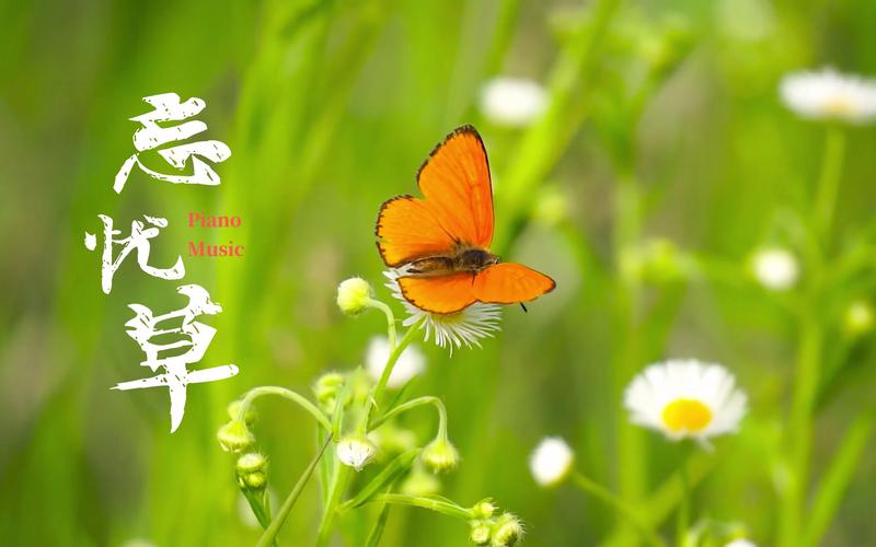 俏佳人2021忘忧草在线上线新地区,网友:超开心 俏佳人2021忘忧草在线上线新地区,网友:超开心