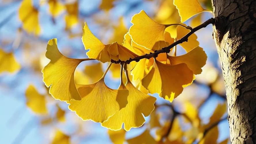 银杏视频yxsp_v5.apk拥有海量优质作品,网友:可以免费观看 银杏视频yxsp_v5.apk拥有海量优质作品,网友:可以免费观看