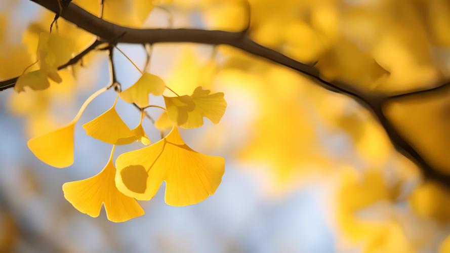 银杏视频yxsp_v5.apk拥有海量优质作品,网友:可以免费观看 银杏视频yxsp_v5.apk拥有海量优质作品,网友:可以免费观看