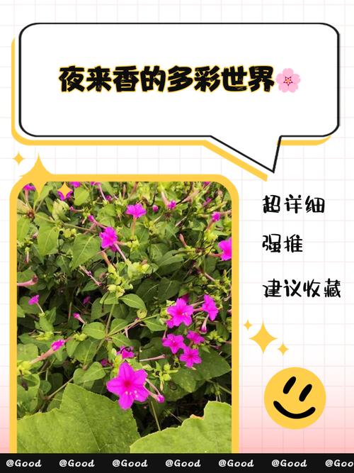 夜来香真人相亲交友app,带来丰富的视频资源内容 夜来香真人相亲交友app,带来丰富的视频资源内容