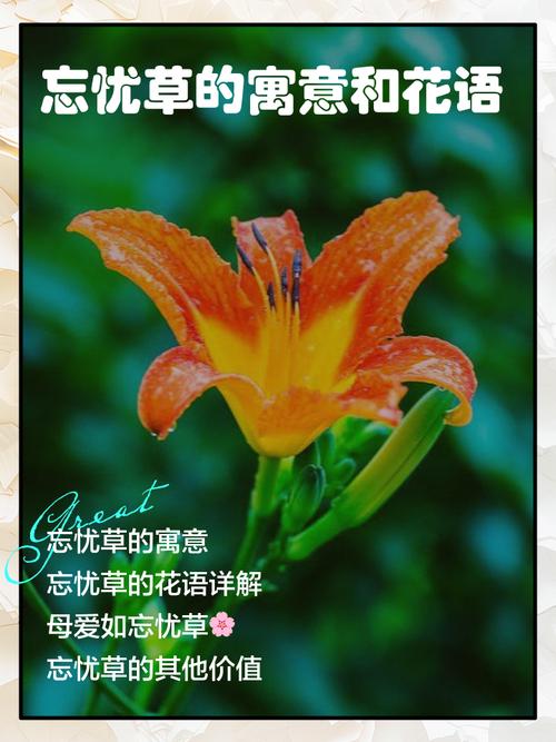 忘忧草MIYA在线V6.3.5_忘忧草MIYA在线