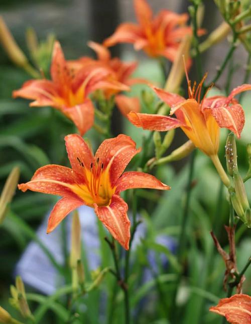 iGao忘忧草成为免费专区，网友：真的吗？