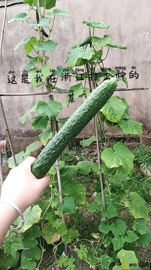 草莓黄瓜丝瓜向日葵鸭脖娱乐V3.5.5_,免费无广告的进行观看草莓黄瓜丝瓜向日葵鸭脖娱乐 草莓黄瓜丝瓜向日葵鸭脖娱乐V3.5.5_,免费无广告的进行观看草莓黄瓜丝瓜向日葵鸭脖娱乐