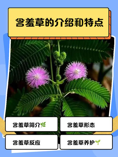 fi19cc含羞草官网使用的人越来越多，平台回应：谢谢大家支持！