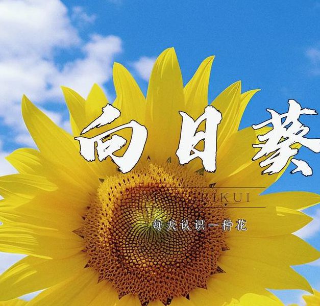 汅染aPP向日葵据说要更新了?网友:太期待了 汅染aPP向日葵据说要更新了?网友:太期待了