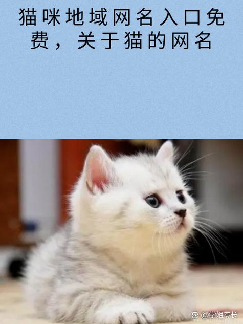 新版猫咪目前的地址入口,一个免费看剧软件