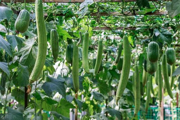 黄瓜视频app无限看-丝瓜ios短视频丝瓜视频网站下载手机版V6.3.1_黄瓜视频app无限看-丝瓜ios短视频丝瓜视频网站下载最新版下载 黄瓜视频app无限看-丝瓜ios短视频丝瓜视频网站下载手机版V6.3.1_黄瓜视频app无限看-丝瓜ios短视频丝瓜视频网站下载最新版下载