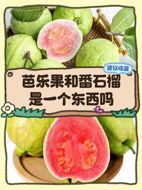 石榴芒果榴莲芭乐向日葵丝瓜手机版V3.6.5_石榴芒果榴莲芭乐向日葵丝瓜最新版