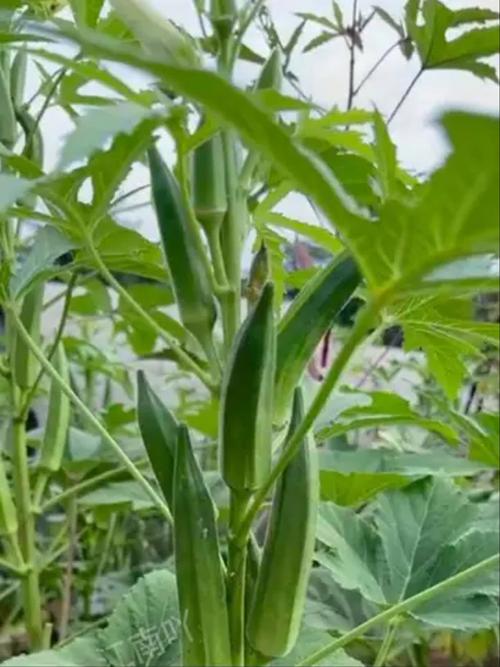 荔枝樱桃草莓小蝌蚪秋葵小猪视频手机版V8.2.6_荔枝樱桃草莓小蝌蚪秋葵小猪视频应用 荔枝樱桃草莓小蝌蚪秋葵小猪视频手机版V8.2.6_荔枝樱桃草莓小蝌蚪秋葵小猪视频应用