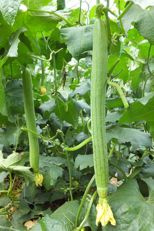 草莓视频无限看-丝瓜视频丝瓜视在线下载18应用V1.3.6_草莓视频无限看-丝瓜视频丝瓜视在线下载18软件下载 草莓视频无限看-丝瓜视频丝瓜视在线下载18应用V1.3.6_草莓视频无限看-丝瓜视频丝瓜视在线下载18软件下载