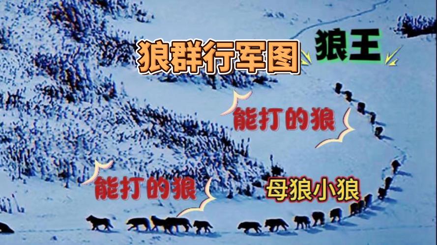 狼群神马APP,很不错很丰富的影视软件