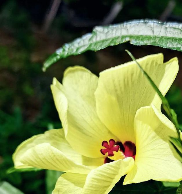 qksp.vip秋葵加油站安卓, 操作很方便的视频播放器软件