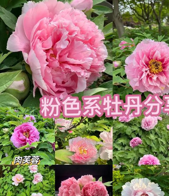 765t∨牡丹直播最新版V9.6.7_765t∨牡丹直播应用下载