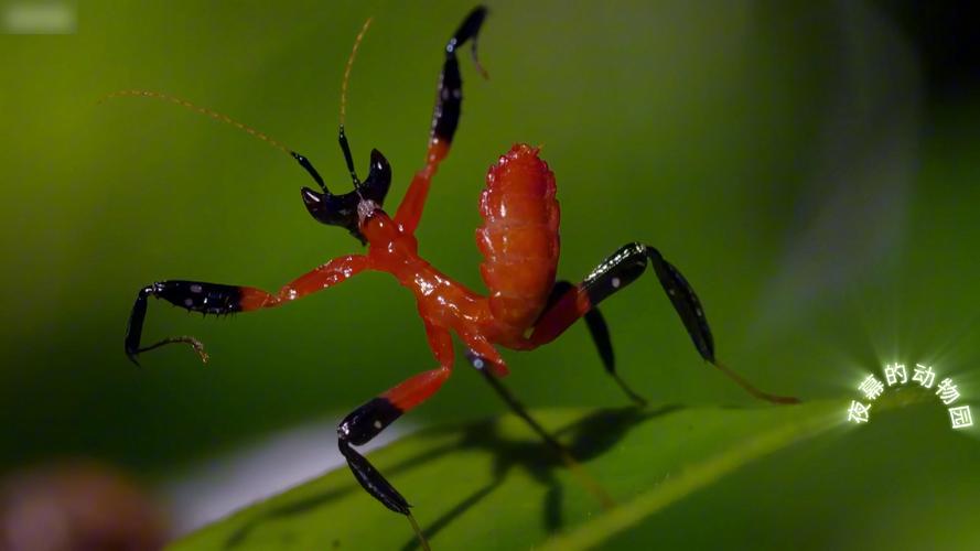 螳螂视频ios下载宣布免费开放了，女主播：关注爆增，早该这样！