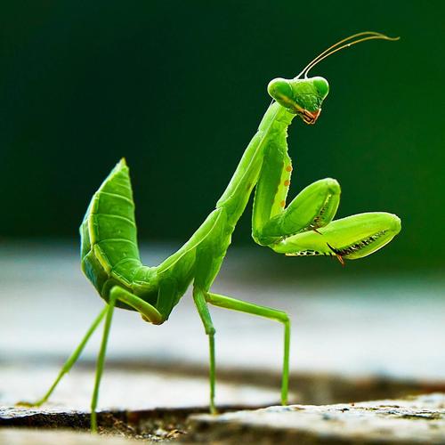 螳螂视频ios下载宣布免费开放了，女主播：关注爆增，早该这样！