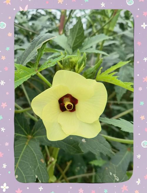 秋葵视频小猪视频向日葵视频大全免费播放最新版V7.4.1_秋葵视频小猪视频向日葵视频大全免费播放安装