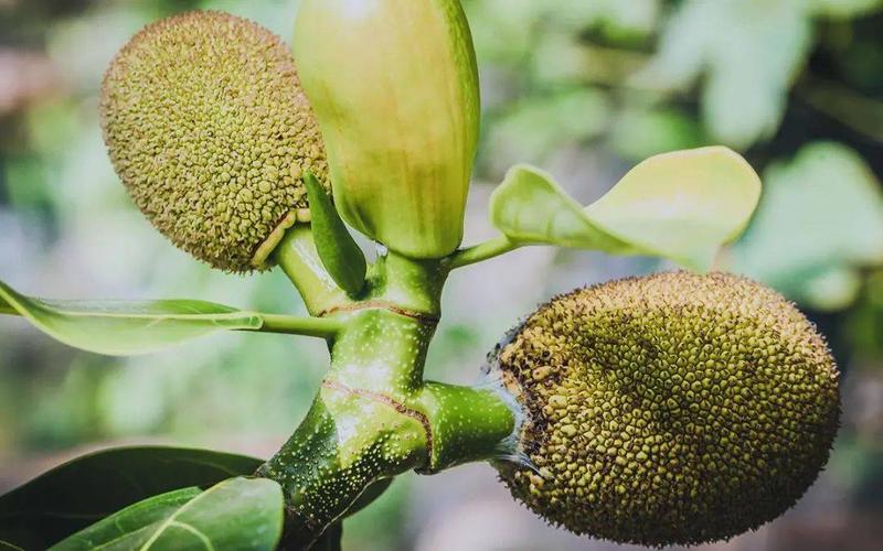 菠萝菠萝蜜免费视频观看大全手机版V9.5.2_菠萝菠萝蜜免费视频观看大全软件下载 菠萝菠萝蜜免费视频观看大全手机版V9.5.2_菠萝菠萝蜜免费视频观看大全软件下载